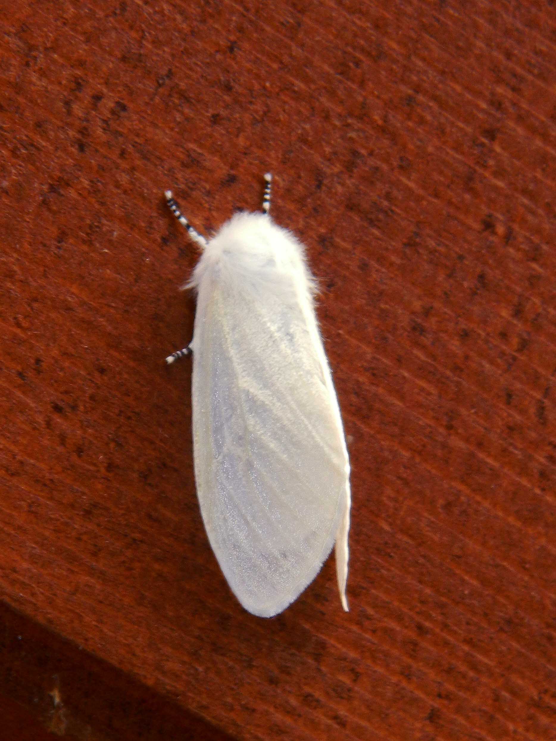 Leucoma salicis, Erebidae Lymantriinae